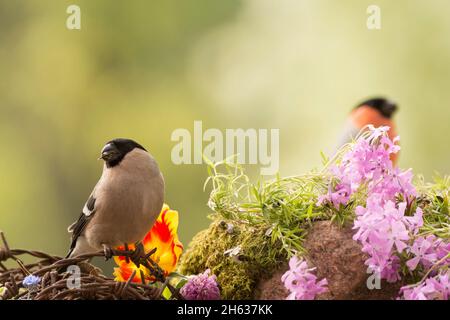 close up of female bullfinch standing with barbed wire,moss and flowers