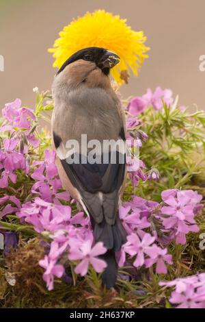 close up of female bullfinch standing flowers with dandelion behind