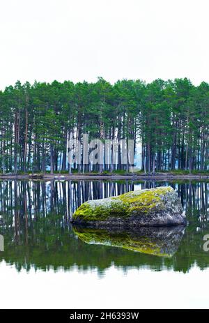 europe,sweden,jämtland province,norderö nature reserve in storsjön near östersund,moss-covered stone,pine forest Stock Photo
