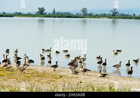 greylag geese (anser anser) on lake lange lacke,neusiedlersee –€“ seewinkel national park,apetlon,burgenland,austria