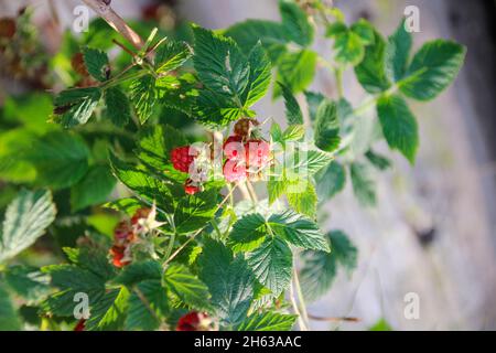 ripe raspberries (rubus idaeus) on the bush,fruits,bavaria,germany Stock Photo