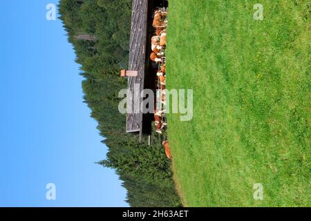 ochsenalm in valepp near rottach egern in the mangfall mountains,cows of the simmental breed on the pasture,upper bavaria,bavaria,germany europe Stock Photo