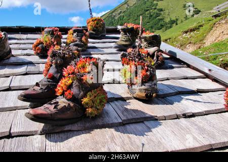shoes planted with houseleek (sempervivum) on the roof of the plumsjochhütte (1630m) on plumsjoch in der eng,karwendel mountains,rißbachtal,tyrol,austria,europe,alm,eng-alm Stock Photo