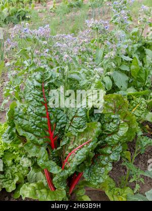 borage (borago officinalis) in the vegetable patch with swiss chard (beta vulgaris) Stock Photo