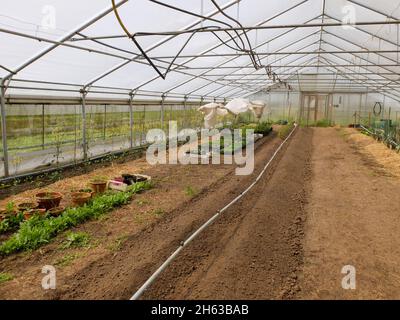 prefer young plants in the greenhouse Stock Photo