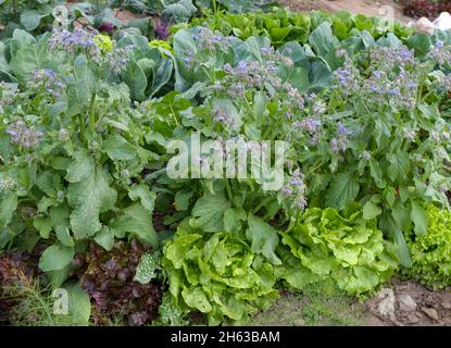 borage (borago officinalis) in a vegetable patch with lettuce (lactuca sativa) Stock Photo