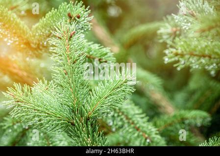 Close up of green pine branches with raindrops. Selective focus. Stock Photo