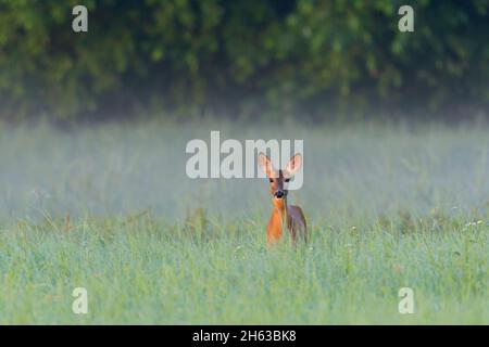 roe deer (capreolus capreolus) in the morning mist in a meadow,july,summer,hesse,germany Stock Photo