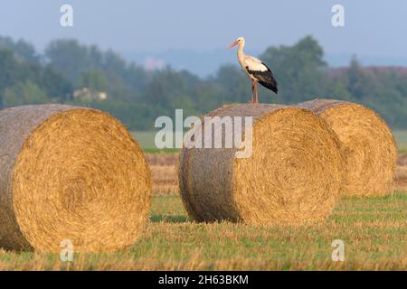 white stork (ciconia ciconia) on a round ball,july,summer,hesse,germany, Stock Photo