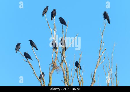 carrion crows (corvus corone) on a dead tree,july,summer,hesse,germany Stock Photo