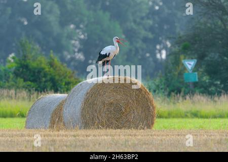 white stork (ciconia ciconia) on a round ball,in the background a sign 'nature reserve',july,summer,hesse,germany, Stock Photo