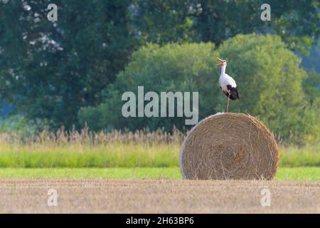 white stork (ciconia ciconia) on a round ball,july,summer,hesse,germany, Stock Photo