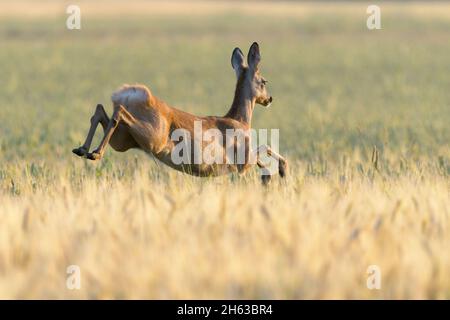 jumping roe deer (capreolus capreolus) in a barley field,july,summer,hesse,germany Stock Photo