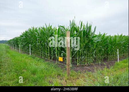electric fence against wild boars in front of a corn field,july,summer,hesse,germany Stock Photo