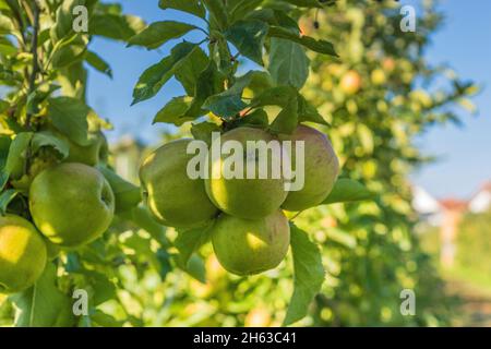 fresh,crisp apples on the apple tree,altes land,jork,germany. Stock Photo