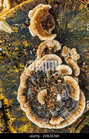 butterfly tramete,trametes versicolor on old tree stump pf Stock Photo