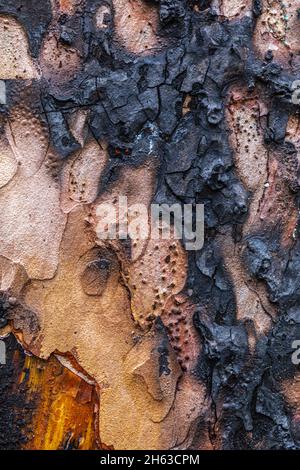 charred tree trunk,background image Stock Photo