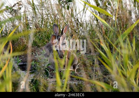 rabbits Stock Photo