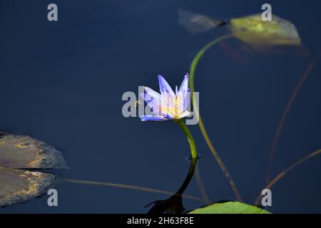 water lily with honey bee at betty's bay,southern cape,south africa. Stock Photo