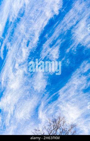 tree,branches against a blue sky Stock Photo
