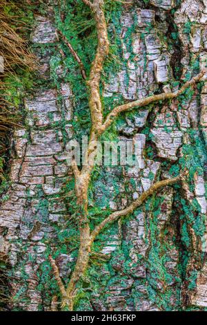 common ivy,hedera helix on bark Stock Photo