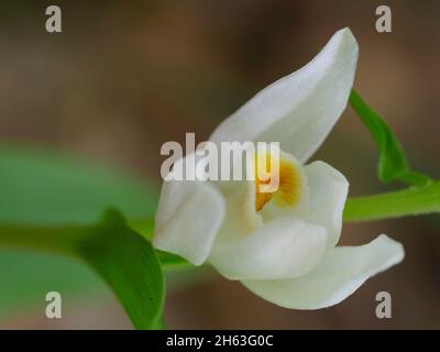 white forest bird,cephalanthera damasonium,pale forest bird, Stock Photo