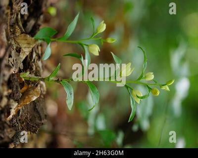 white forest bird,cephalanthera damasonium,pale forest bird, Stock Photo
