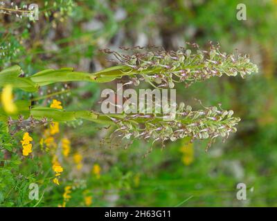 bocks strap tongue,bocksorchis,himantoglossum hircinum Stock Photo