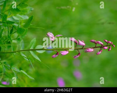 diptam,dictamnus albus,ash root, Stock Photo