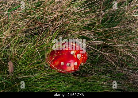 Fly agaric mushroom (Amanita muscaria) in bright autumn sunshine in Wincobank Wood, Sheffield, South Yorkshire. Stock Photo