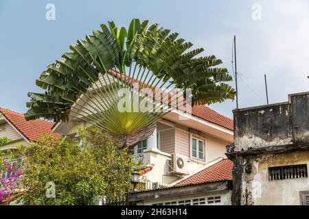 traveler's tree,(ravenala madagascariensis),fan palm,residential house,khlongs,khlongfahrt on the canals of bangkok,bangkok,thailand,asia Stock Photo
