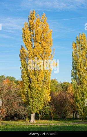 the pyramidal poplar,populus nigra 'italica' is a form of the black poplar. Stock Photo