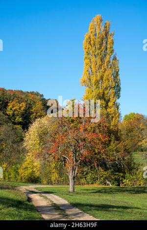 the pyramidal poplar,populus nigra 'italica' is a form of the black poplar,in front of it a pear tree with red colored leaves on the meadow. Stock Photo
