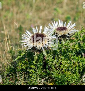 germany,baden-wuerttemberg,silver thistle,carlina acaulis,on the swabian alb Stock Photo