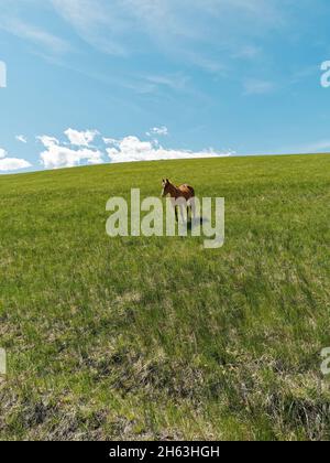 american west,bird on horse on hill,blue sky,dude ranch,green hill,horse standing in field,usa,wyoming,bighorn mountains,eaton ranch Stock Photo