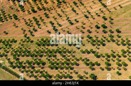 aerial view,olive trees and almond trees on plowed fields near palma,son espanyol,mallorca,balearic island,balearic islands,baleares,spain Stock Photo