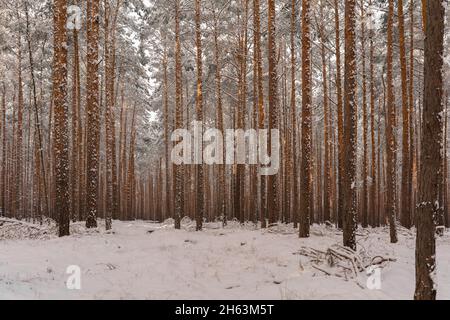 forest path in winter with lots of snow for hiking and walking,winter landscape Stock Photo