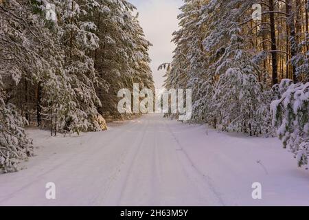 snow-covered forest road for forestry vehicles in a pine forest,pine trees are covered with snow Stock Photo