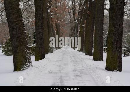 snowy path in a public cemetery,large old oak trees along the way Stock Photo