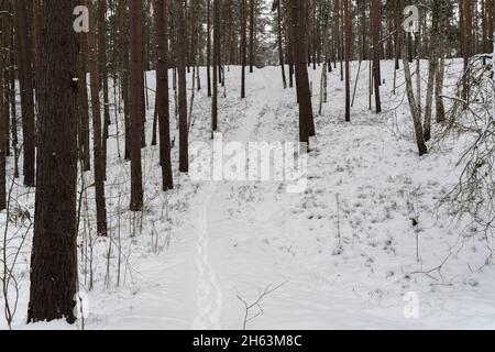 forest path in winter with lots of snow for hiking and walking Stock Photo
