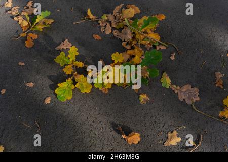 fallen small branch from an oak tree with discolored leaves in autumn on road asphalt Stock Photo