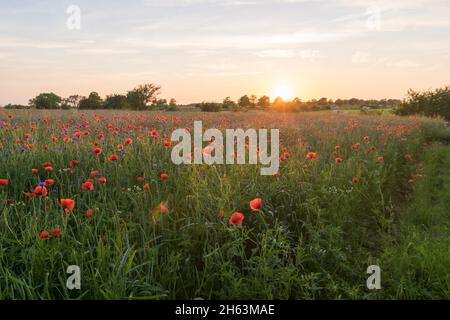 a warm and beautiful sunset over a wide field of poppies in wisch,germany.