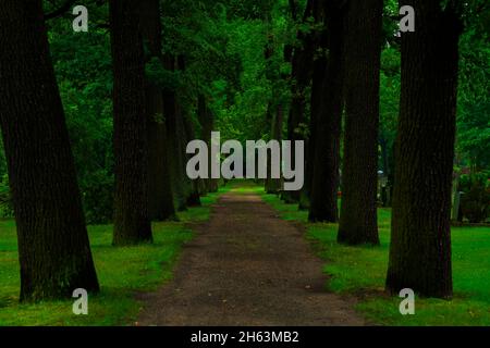 sand path in a public cemetery between large oak trees Stock Photo