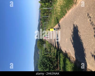 family cycling in the vineyards,maikammer,hambach castle,palatinate forest,southern wine route,rhineland-palatinate,germany Stock Photo