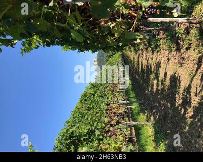 view through vineyards to hambach castle,maikammer,palatinate forest,kalmit,nature,südliche weinstrasse,rhineland-palatinate,germany Stock Photo