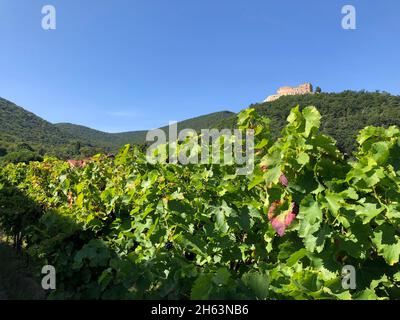 view over vineyards to hambach castle,maikammer,palatinate forest,kalmit,nature,southern wine route,rhineland-palatinate,germany Stock Photo