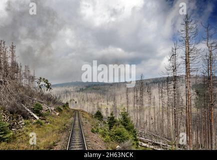 germany,saxony-anhalt,brocken,schierke,track,dead trees,brockengipfel (background) Stock Photo