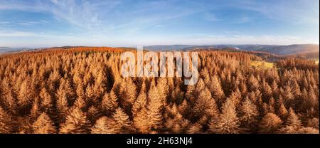 germany,thuringia,masserberg,heubach,dead trees,overview,panorama Stock Photo