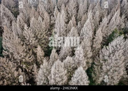 germany,thuringia,masserberg,heubach,dead trees Stock Photo