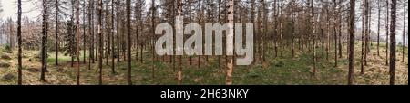 germany,thuringia,masserberg,heubach,dead trees,360 –° panorama Stock Photo